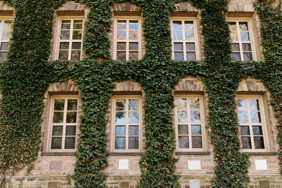 mansion, nature, growth, vines, facade, fall, autumn, leaves, foliage, environment, ivy, windows, college, university, mansion, college, college, college, college, college, university, university, university, university